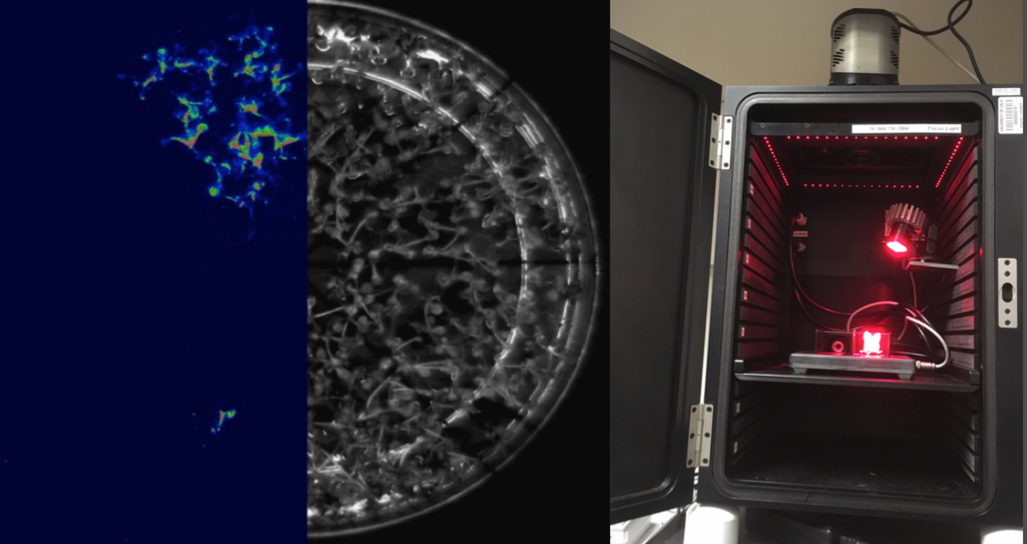 Luciferase Arabidopsis Assay