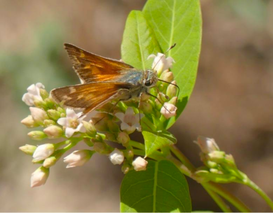 White Skipper female