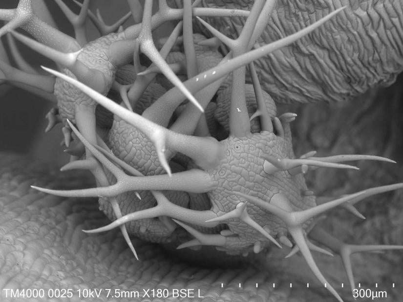 Arabidopsis primordial bud with trichomes