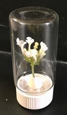 Door Prize Scintillation vial with preserved flower sealed inside