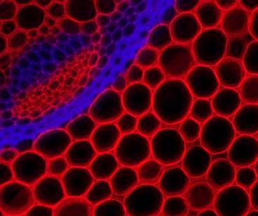 Revolve Fluorescence Image Extended Depth Multicolor Fluorescence Image