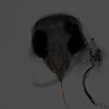 Whitefly head spectral unmixing 2-channel + transmission